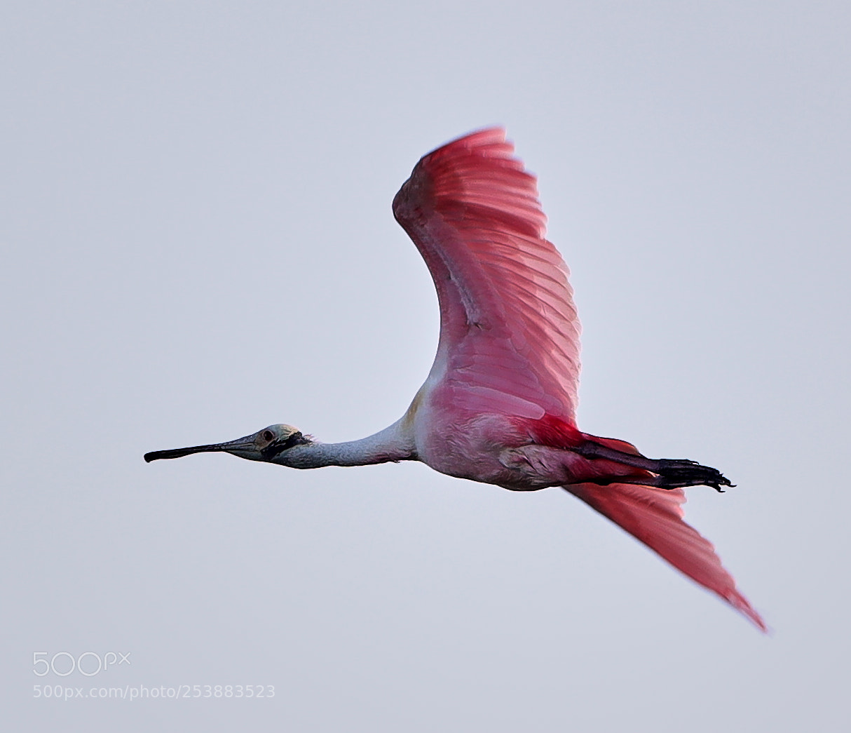 Canon EOS-1D X Mark II sample photo. 04-16-18-0012800.jpg photography