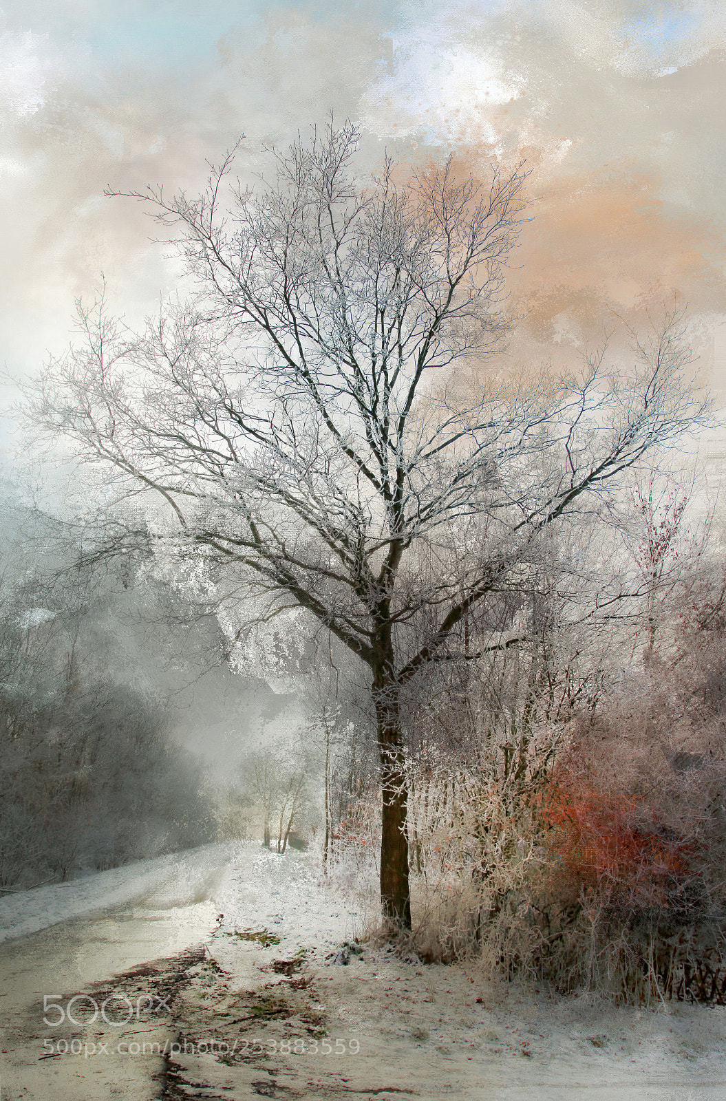 Canon EOS 5D Mark II sample photo. Winter magic photography