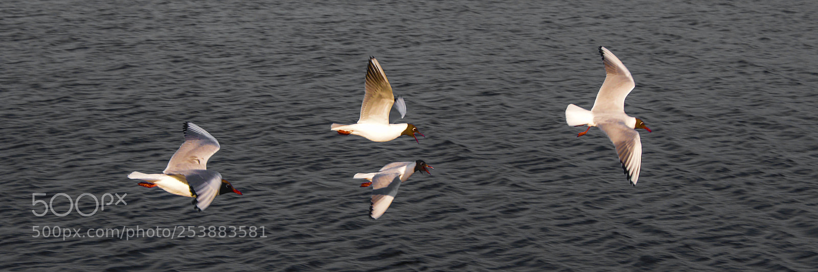 Sony Alpha DSLR-A700 sample photo. Group of birds photography