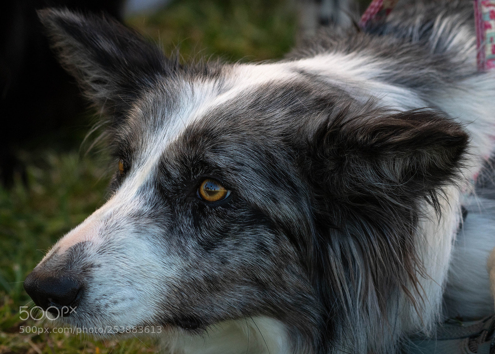 Nikon D500 sample photo. Nice eyes photography