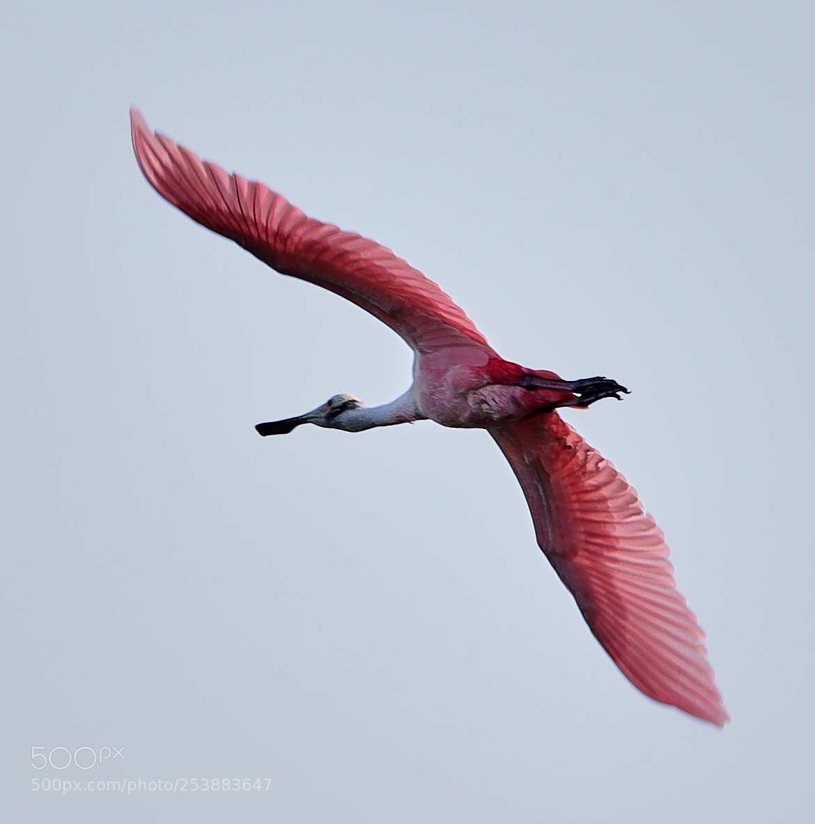 Canon EOS-1D X Mark II sample photo. 04-16-18-0012798.jpg photography