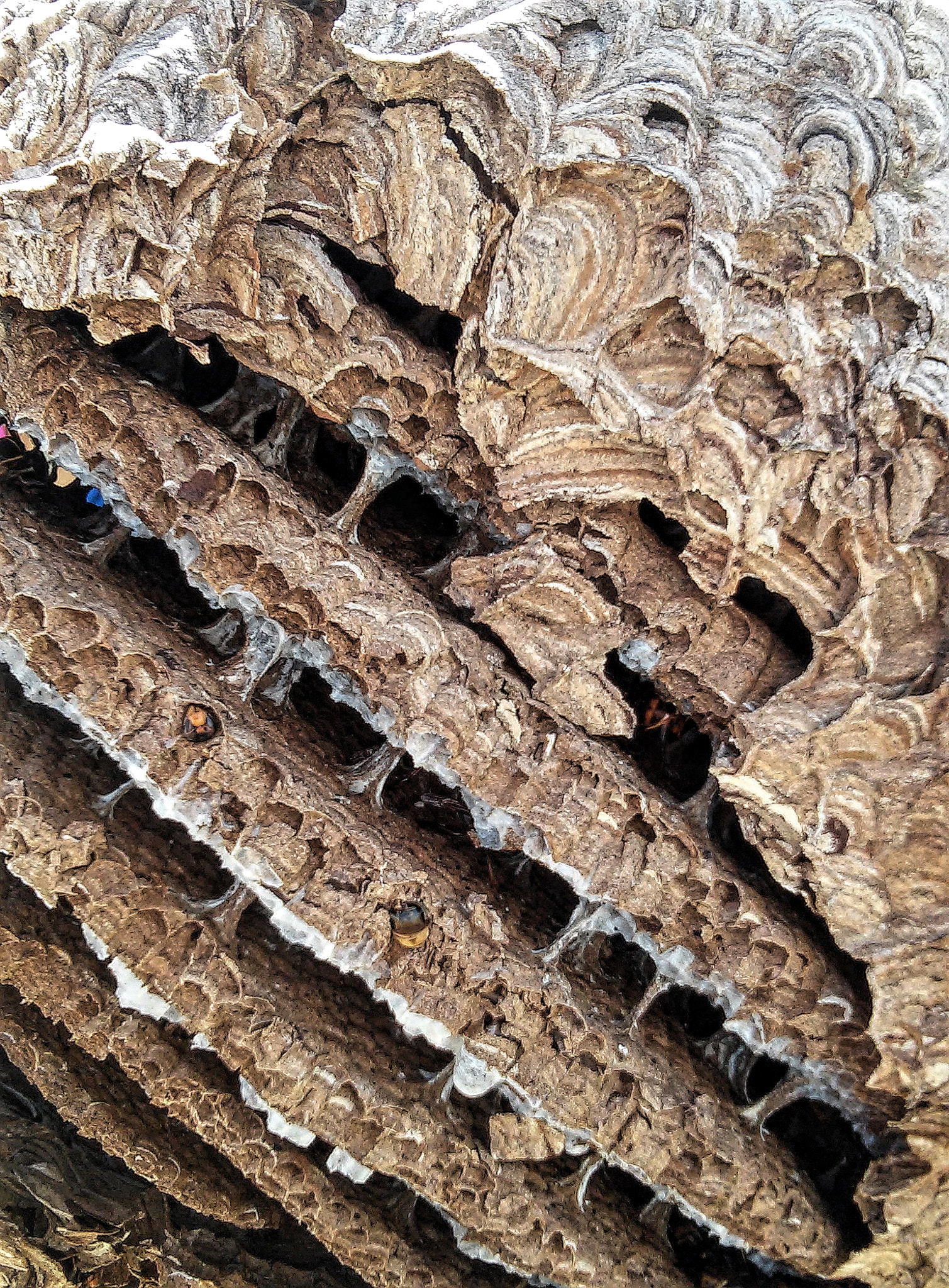 LG L90 sample photo. Asiatic wasp nest - detail photography