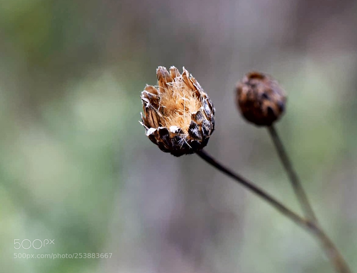 Nikon D5300 sample photo. Flores photography