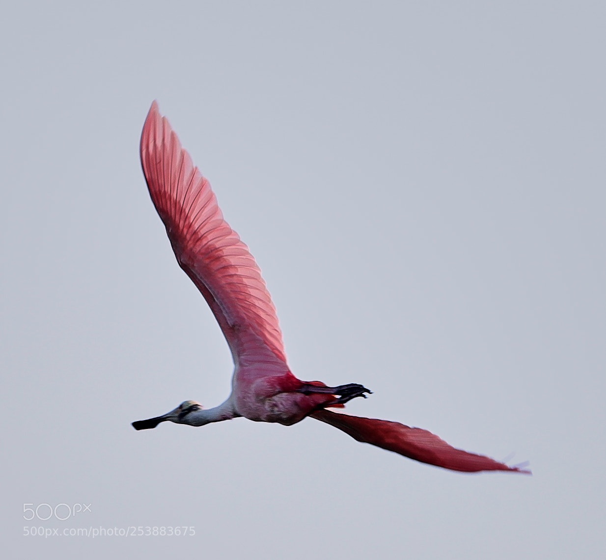 Canon EOS-1D X Mark II sample photo. 04-16-18-0012797.jpg photography