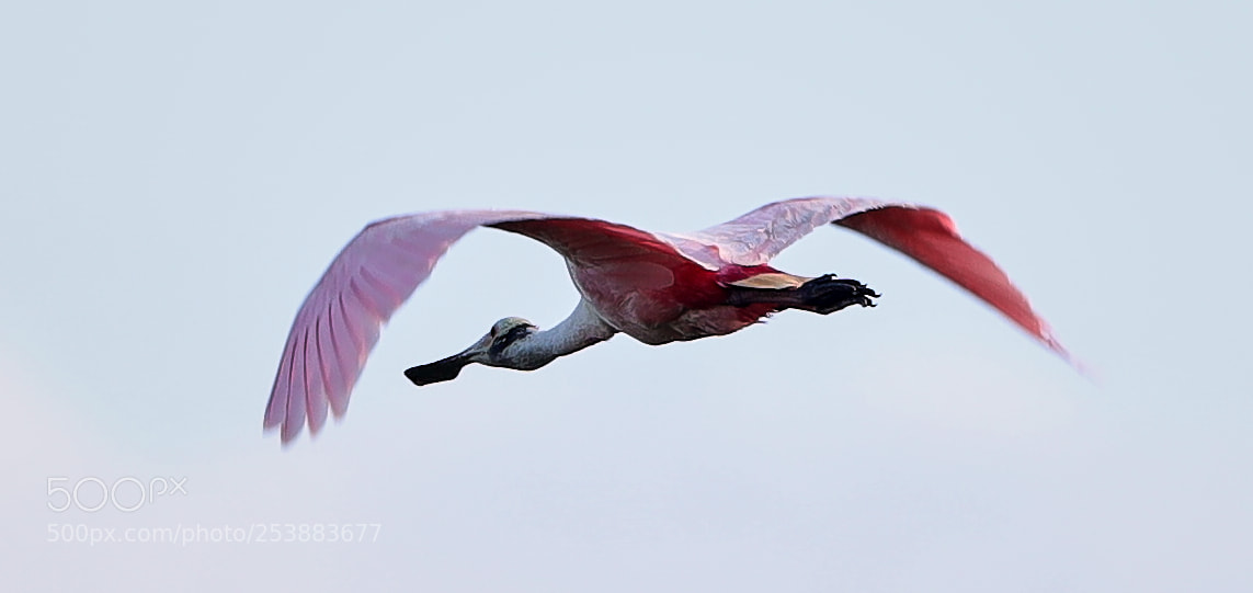 Canon EOS-1D X Mark II sample photo. 04-16-18-0012795.jpg photography