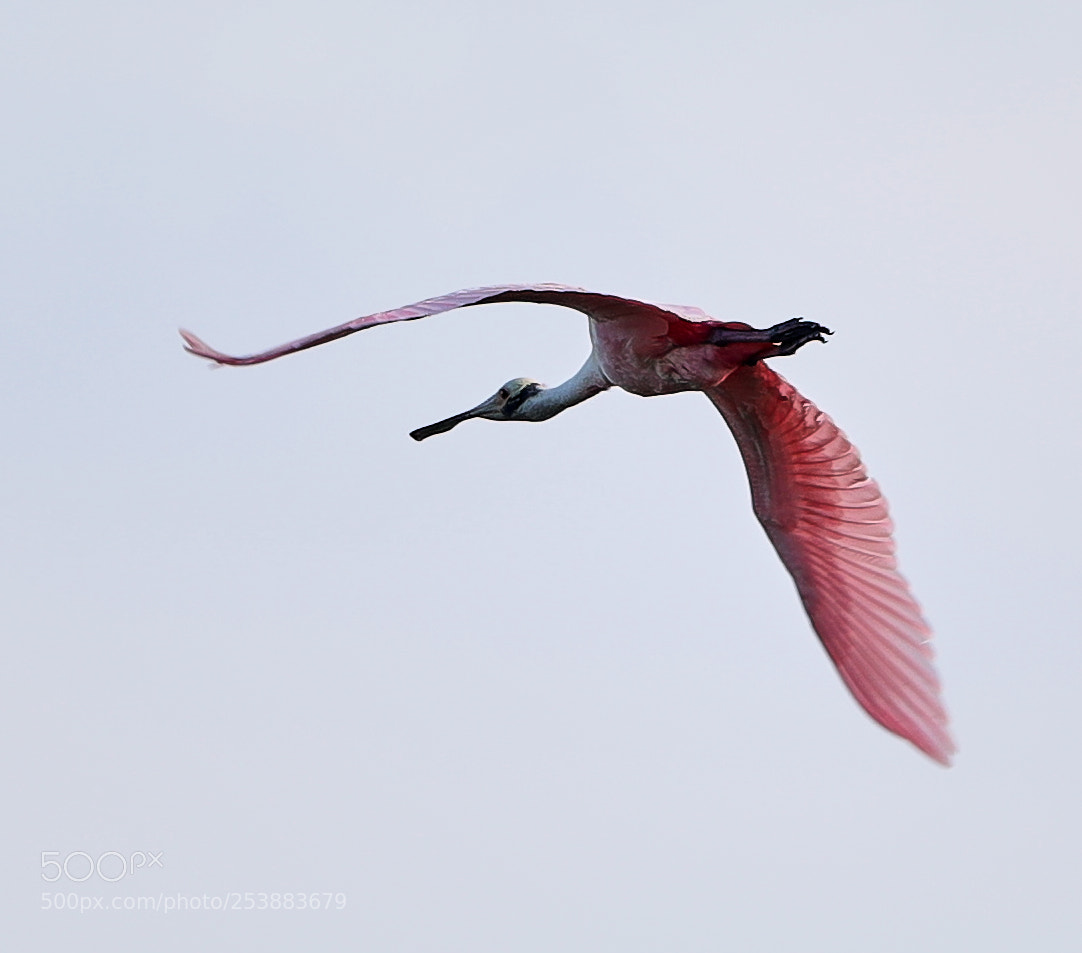 Canon EOS-1D X Mark II sample photo. 04-16-18-0012794.jpg photography