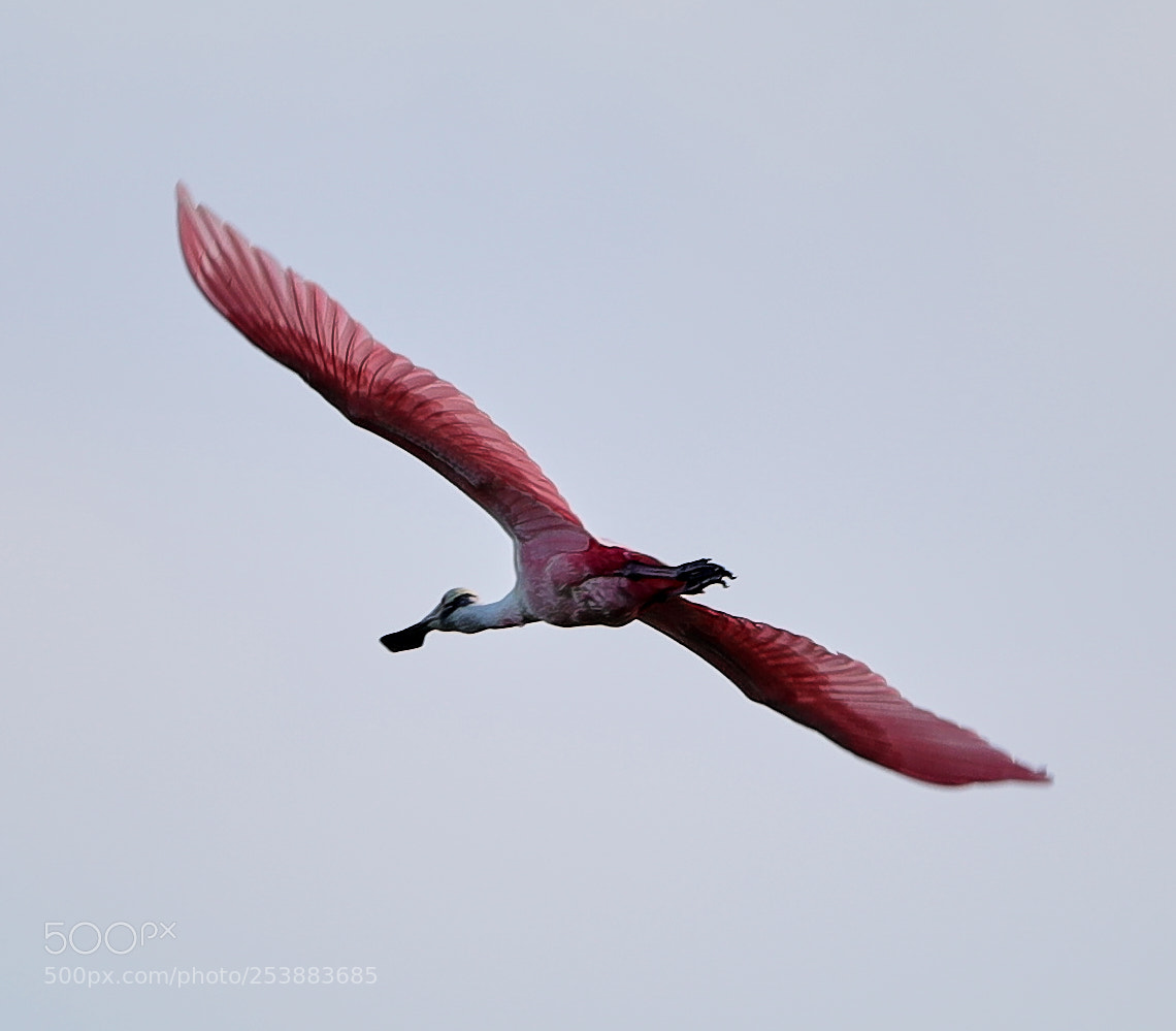 Canon EOS-1D X Mark II sample photo. 04-16-18-0012793.jpg photography
