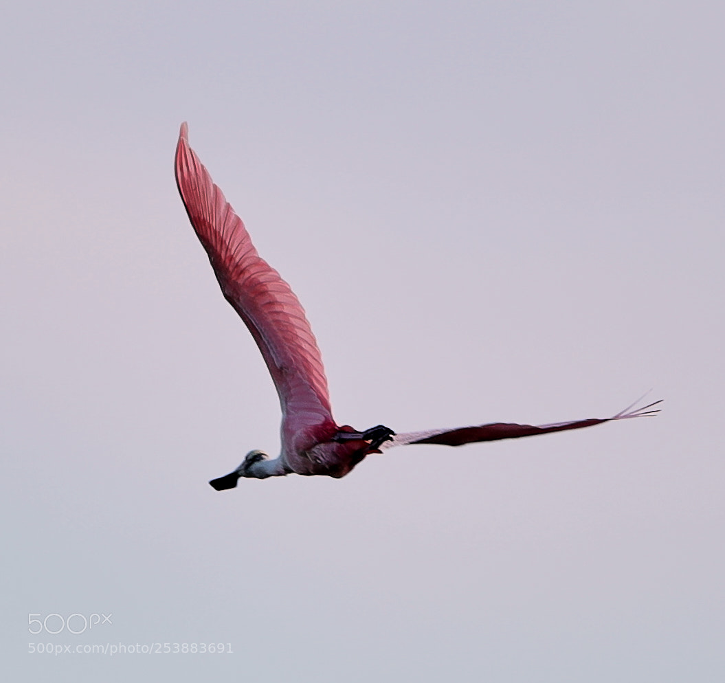 Canon EOS-1D X Mark II sample photo. 04-16-18-0012792.jpg photography
