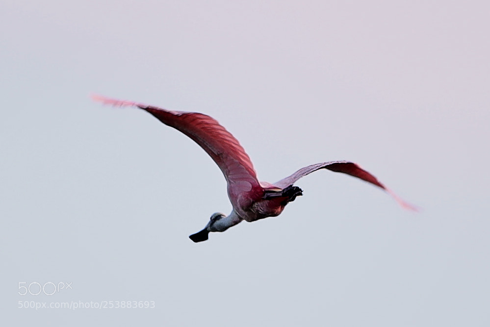 Canon EOS-1D X Mark II sample photo. 04-16-18-0012791.jpg photography