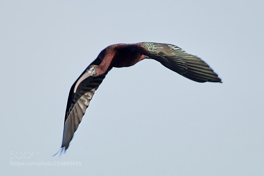 Canon EOS-1D X Mark II sample photo. 04-16-18-0012789.jpg photography