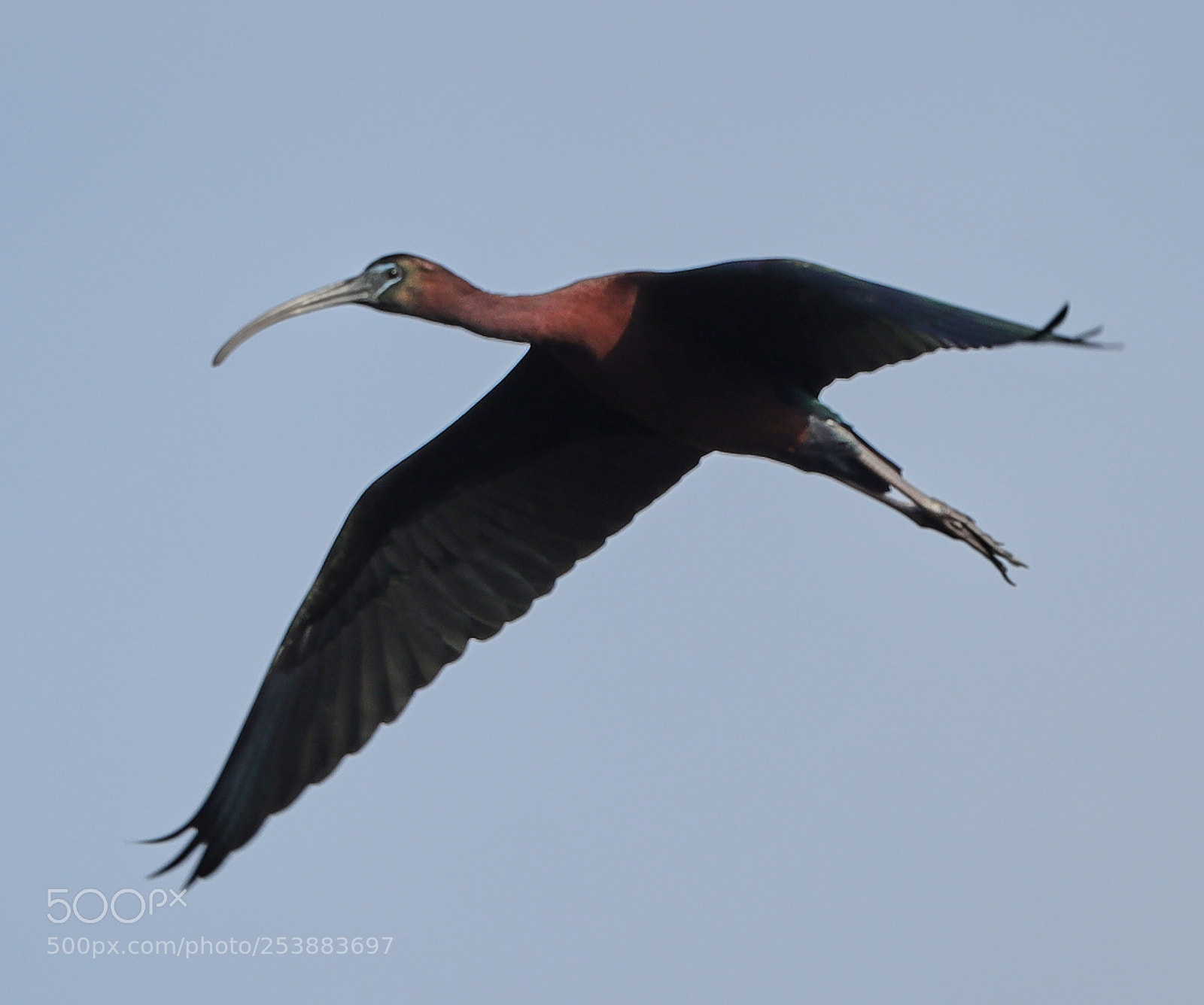 Canon EOS-1D X Mark II sample photo. 04-16-18-0012788.jpg photography