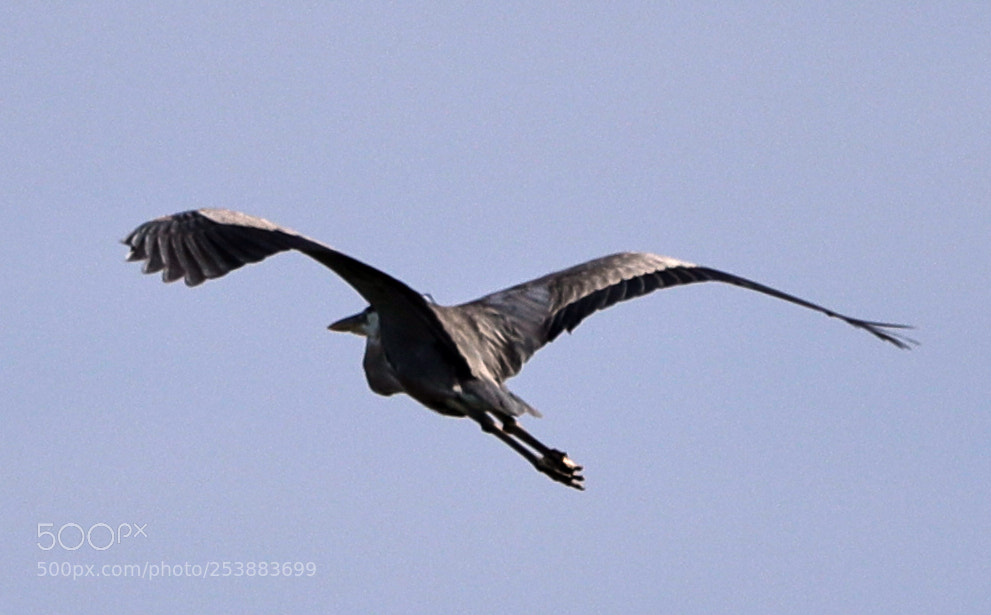 Canon EOS-1D X Mark II sample photo. 04-16-18-0012786.jpg photography
