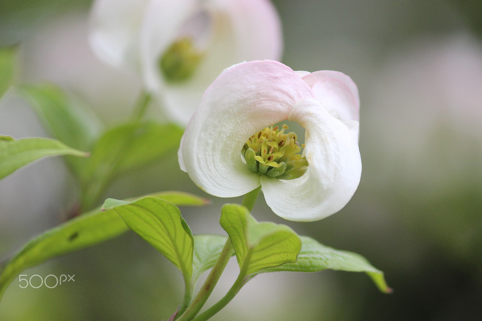 Canon EOS 100D (EOS Rebel SL1 / EOS Kiss X7) sample photo. Just before bloom photography