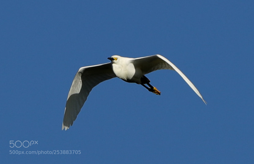 Canon EOS-1D X Mark II sample photo. 04-16-18-0012784.jpg photography