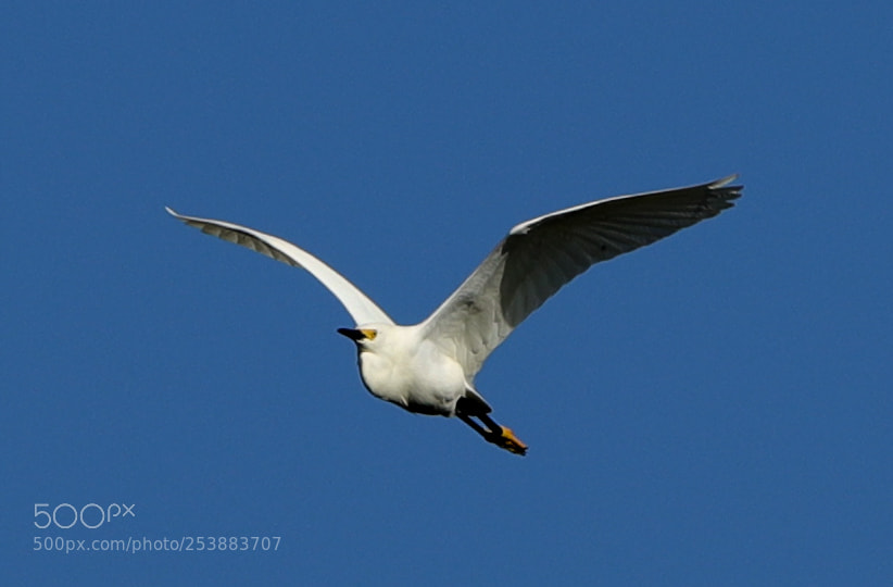 Canon EOS-1D X Mark II sample photo. 04-16-18-0012785.jpg photography