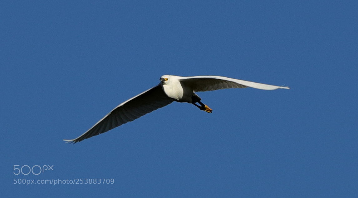 Canon EOS-1D X Mark II sample photo. 04-16-18-0012783.jpg photography