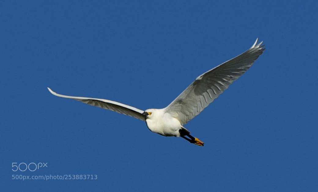 Canon EOS-1D X Mark II sample photo. 04-16-18-0012782.jpg photography