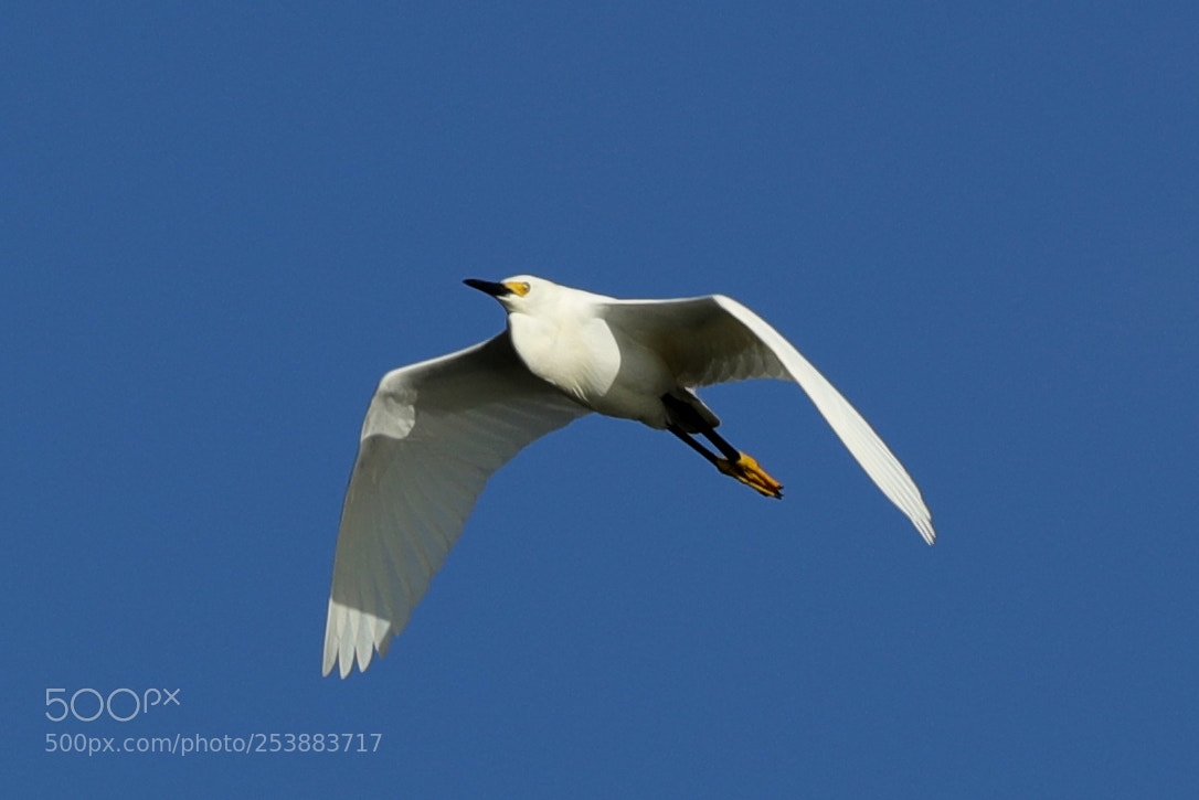 Canon EOS-1D X Mark II sample photo. 04-16-18-0012781.jpg photography