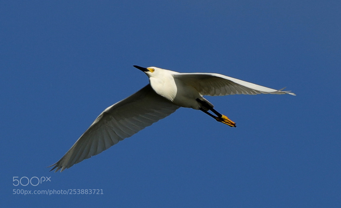 Canon EOS-1D X Mark II sample photo. 04-16-18-0012780.jpg photography