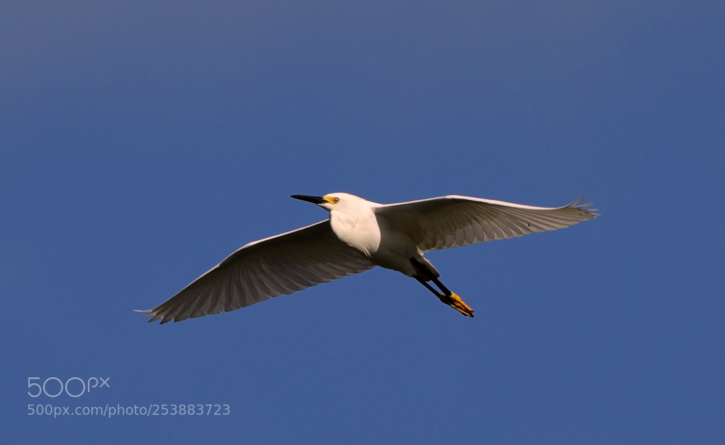 Canon EOS-1D X Mark II sample photo. 04-16-18-0012779.jpg photography