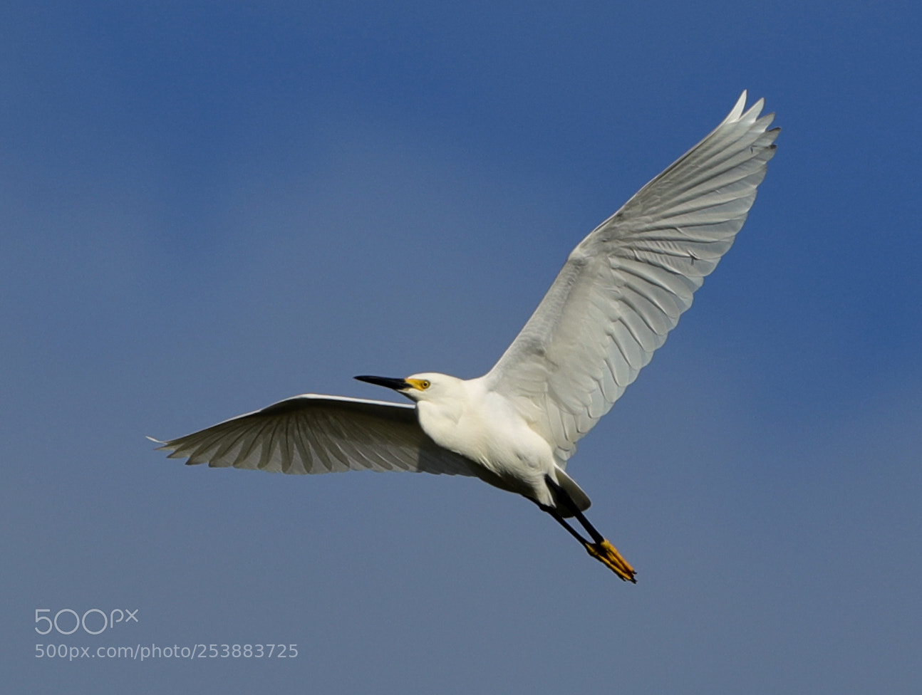 Canon EOS-1D X Mark II sample photo. 04-16-18-0012778.jpg photography