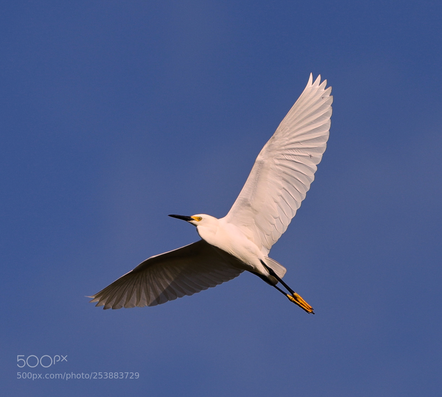 Canon EOS-1D X Mark II sample photo. 04-16-18-0012777.jpg photography