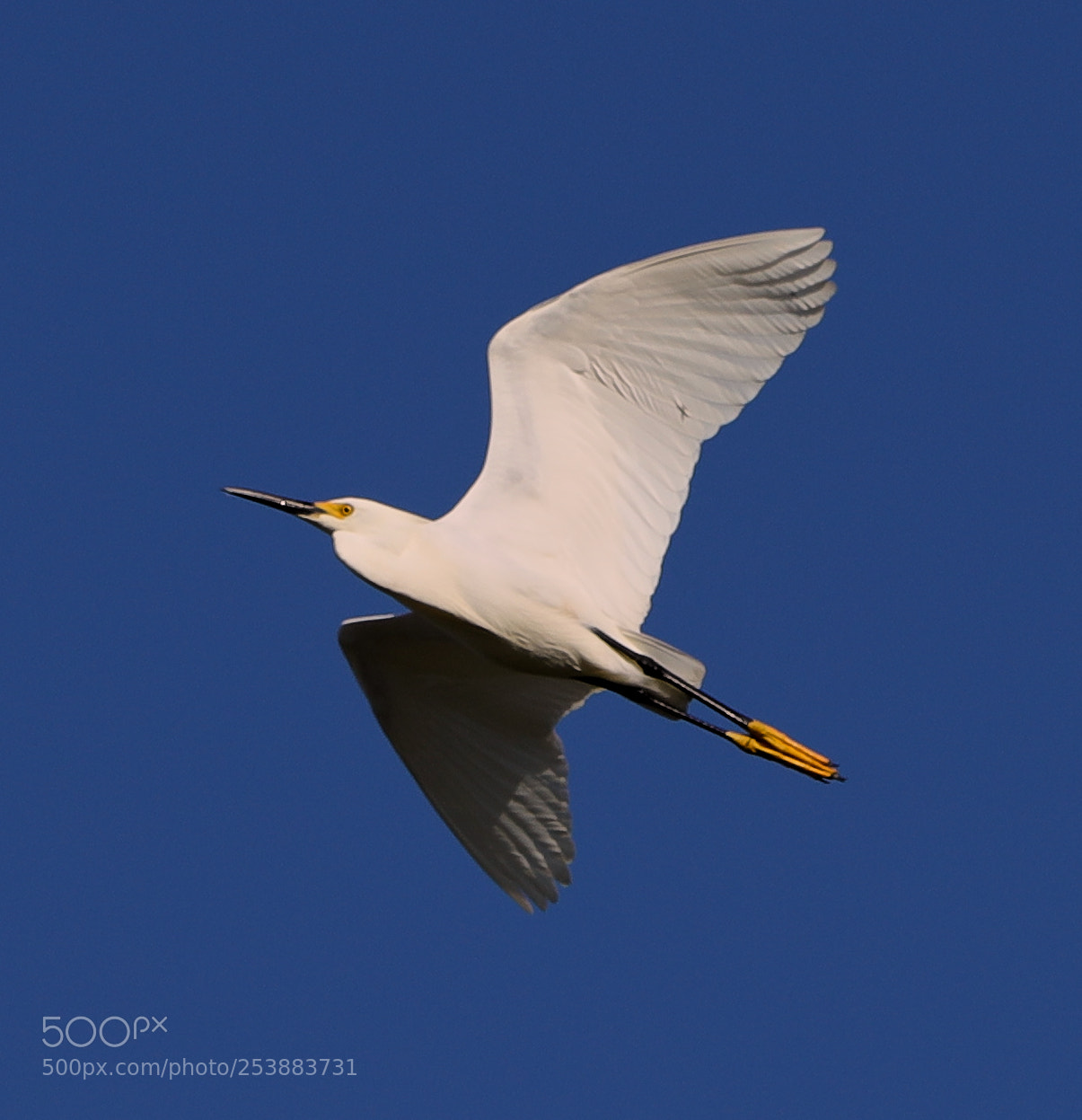 Canon EOS-1D X Mark II sample photo. 04-16-18-0012775.jpg photography