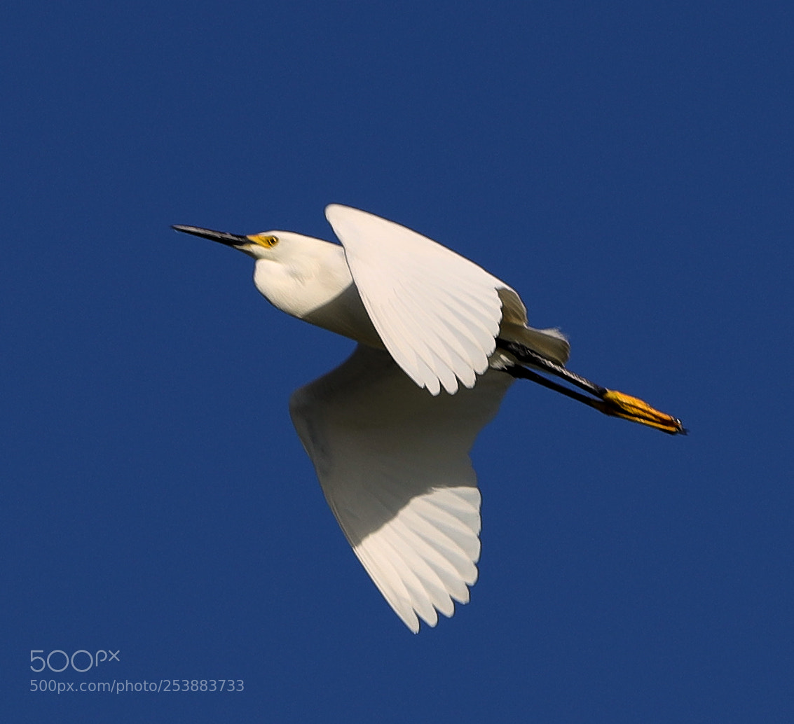 Canon EOS-1D X Mark II sample photo. 04-16-18-0012774.jpg photography