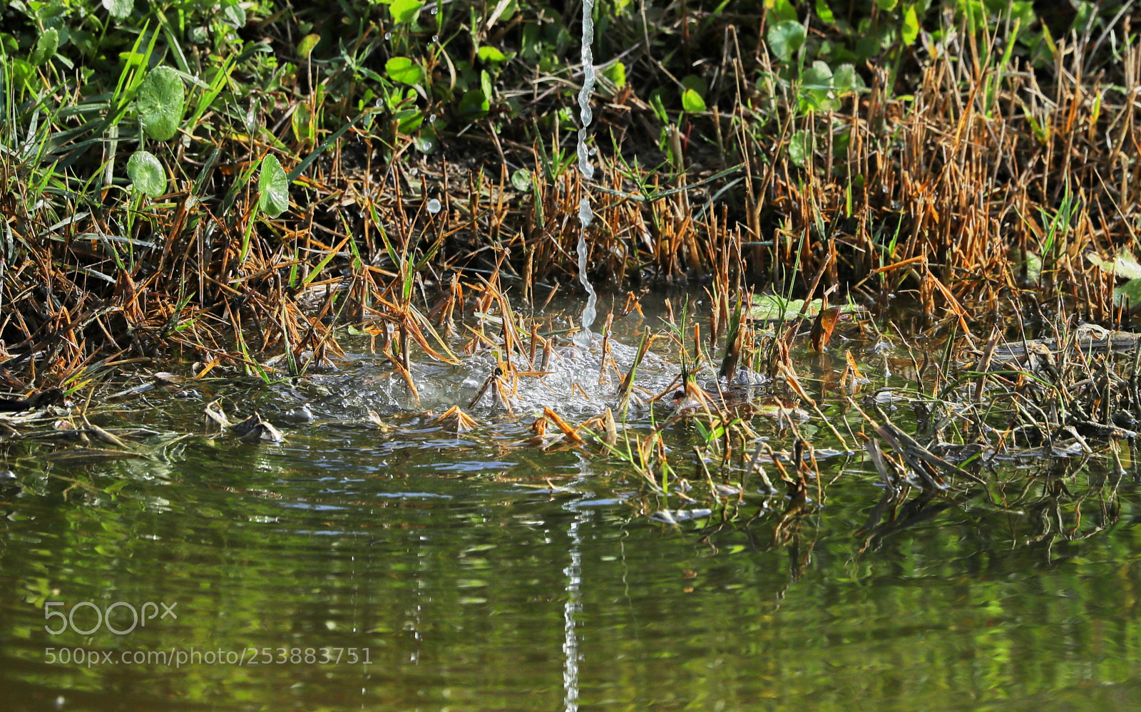 Canon EOS-1D X Mark II sample photo. 04-16-18-0012767.jpg photography