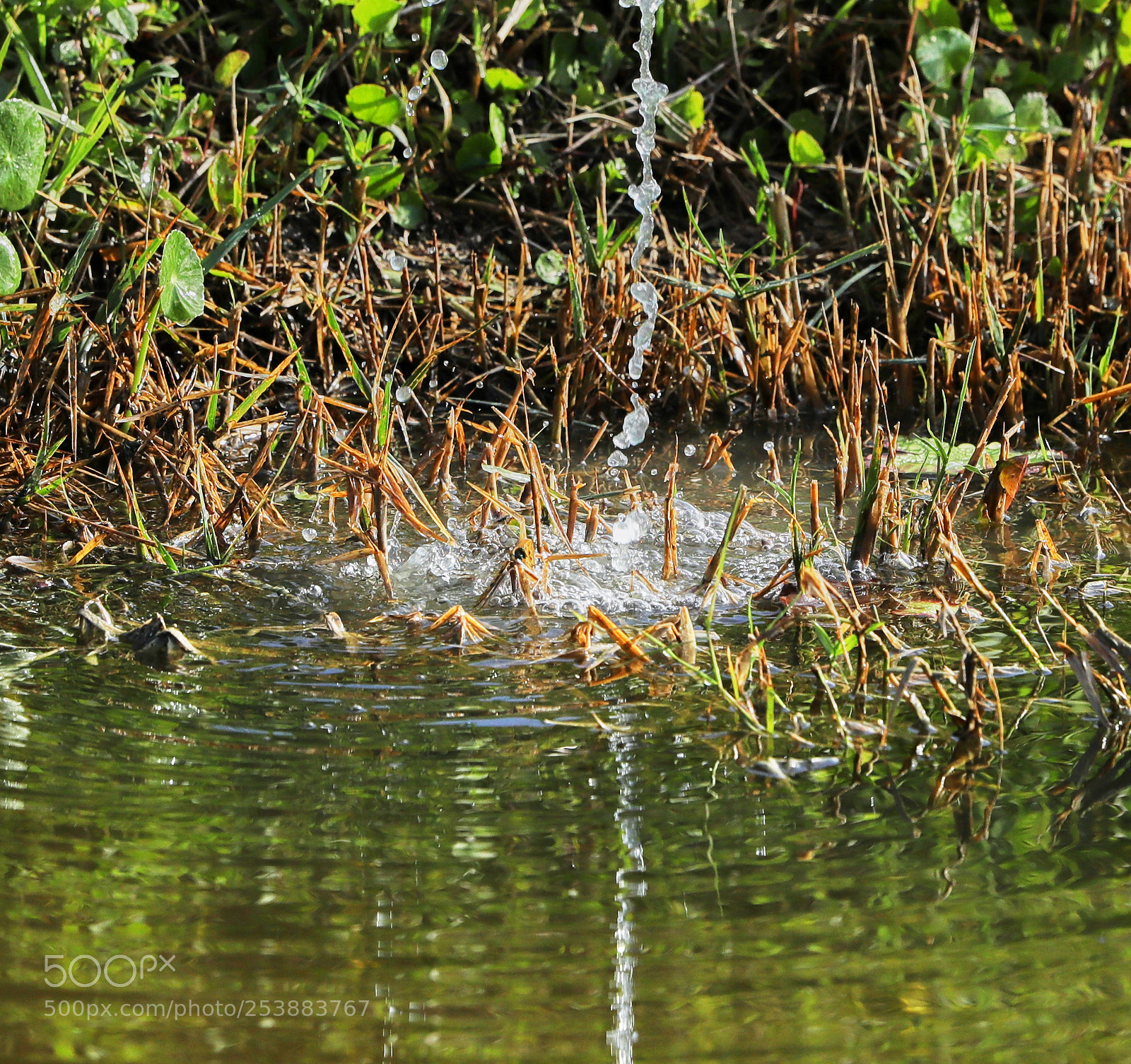 Canon EOS-1D X Mark II sample photo. 04-16-18-0012766.jpg photography