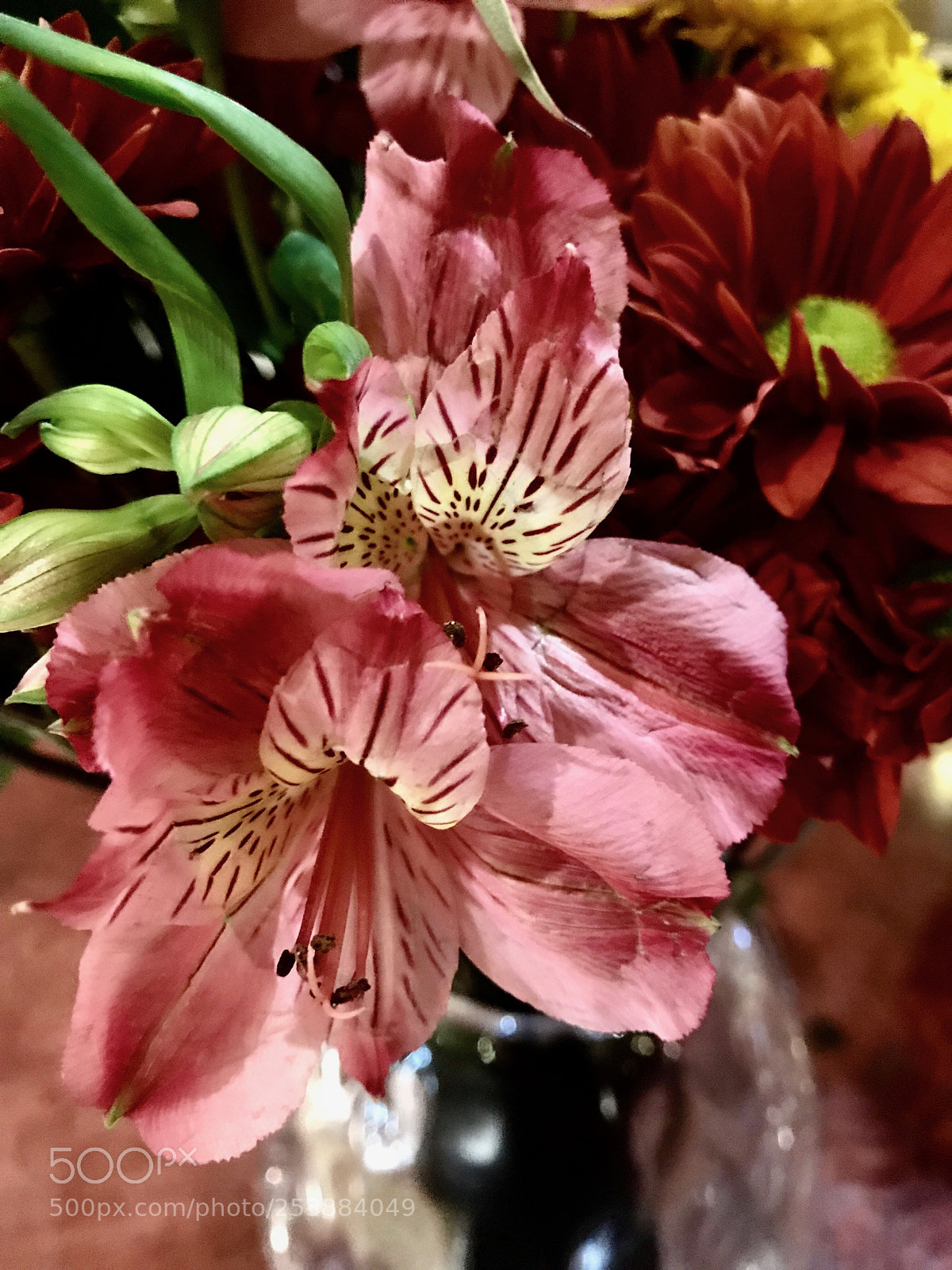 Apple iPhone 7 sample photo. Flower choice for this photography