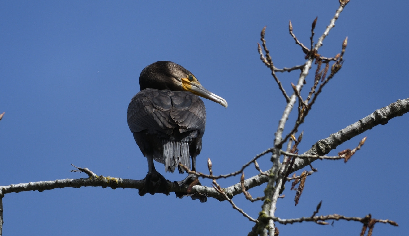 Nikon AF-S Nikkor 200-500mm F5.6E ED VR sample photo. Cormoran photography