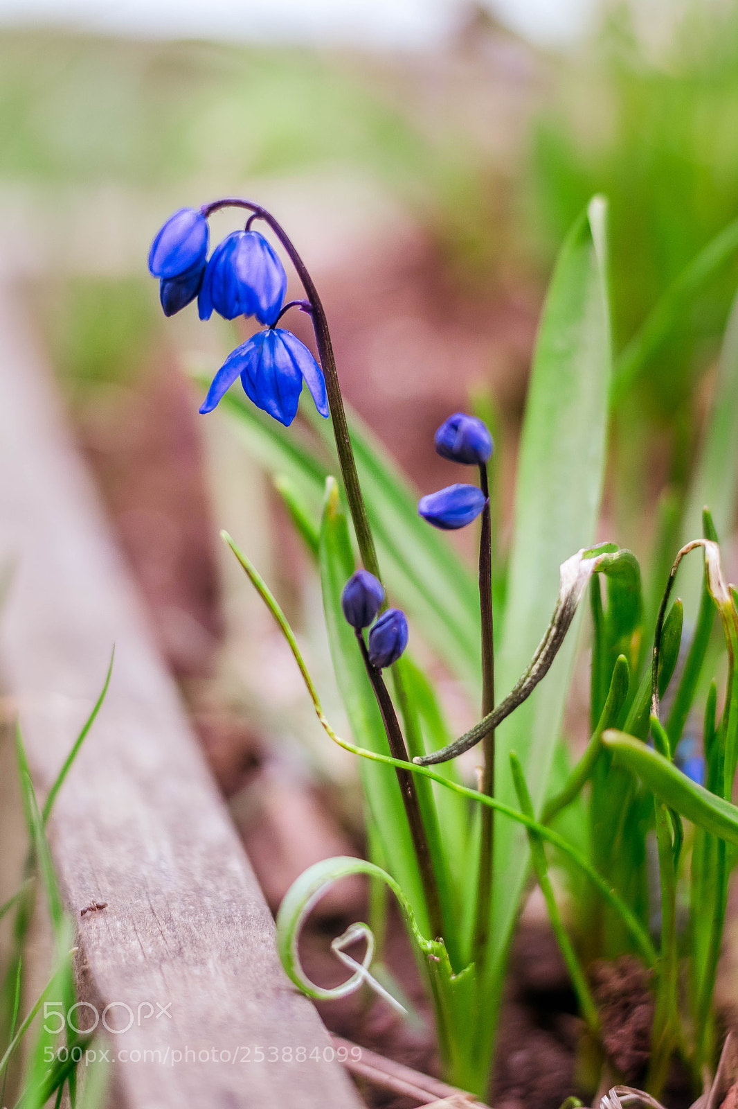 Nikon D5500 sample photo. Spring in the air... photography