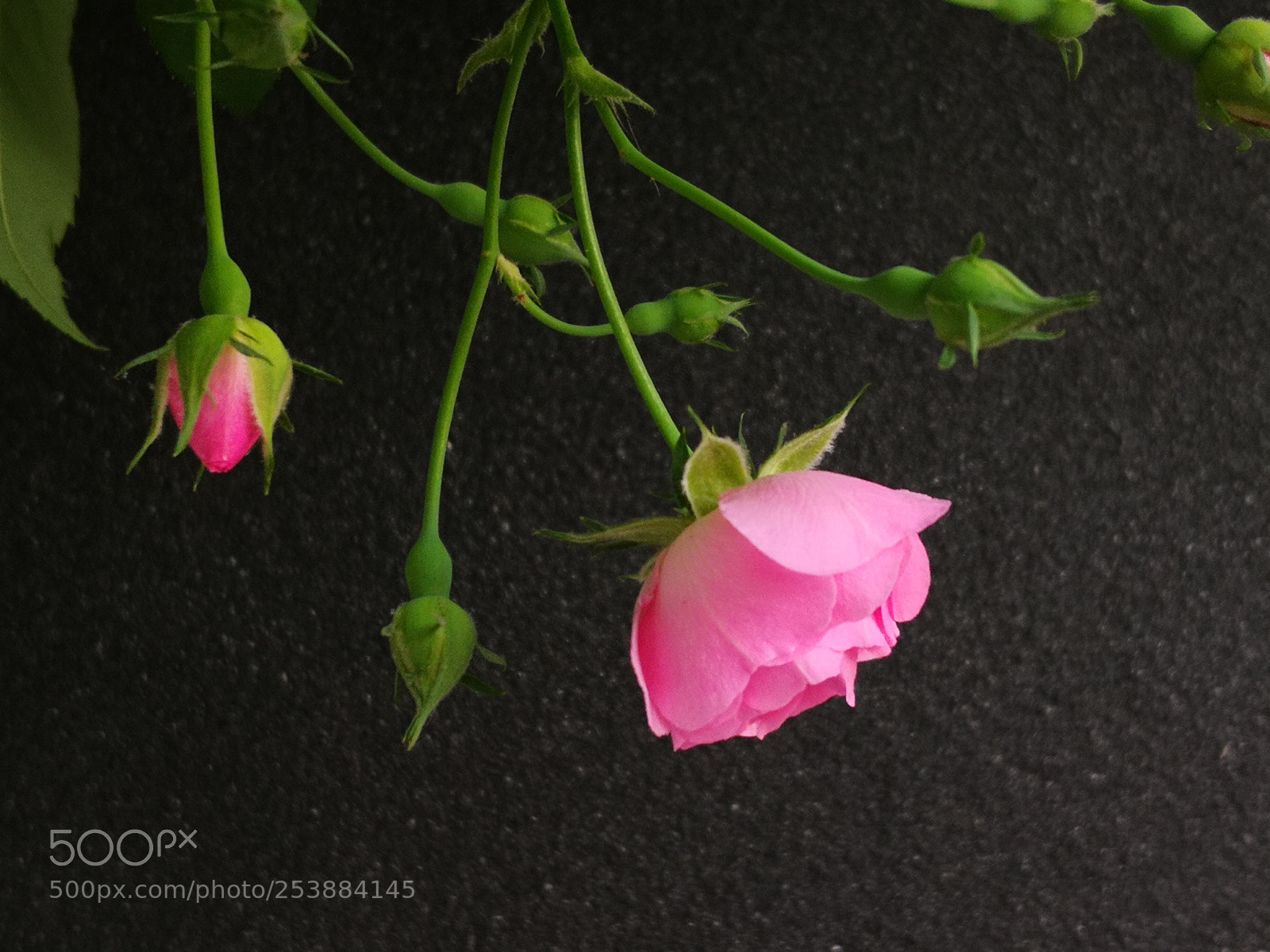 HUAWEI Mate 10 Pro sample photo. Untitled photography