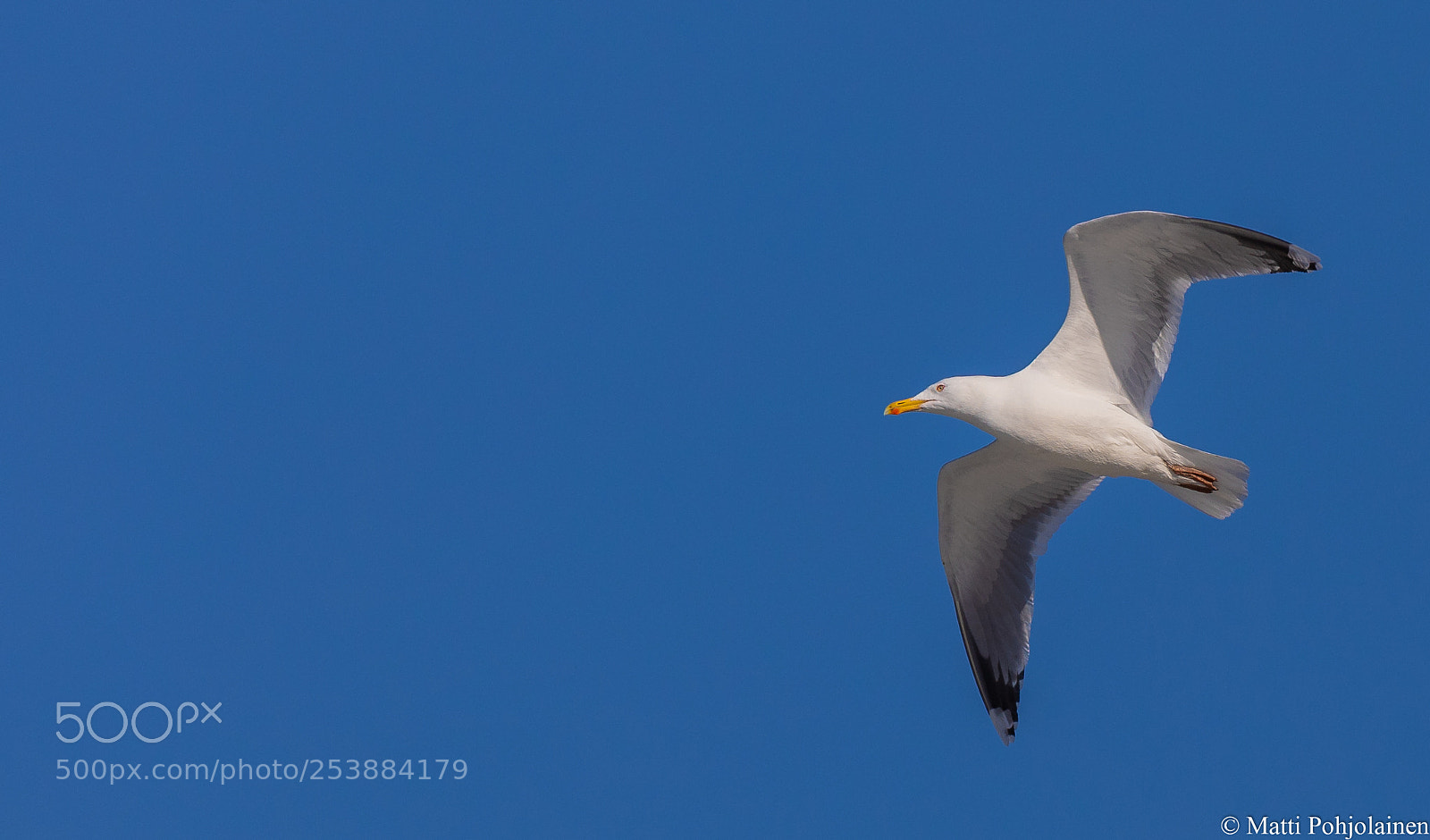 Canon EOS 5D Mark IV sample photo. Seagull photography