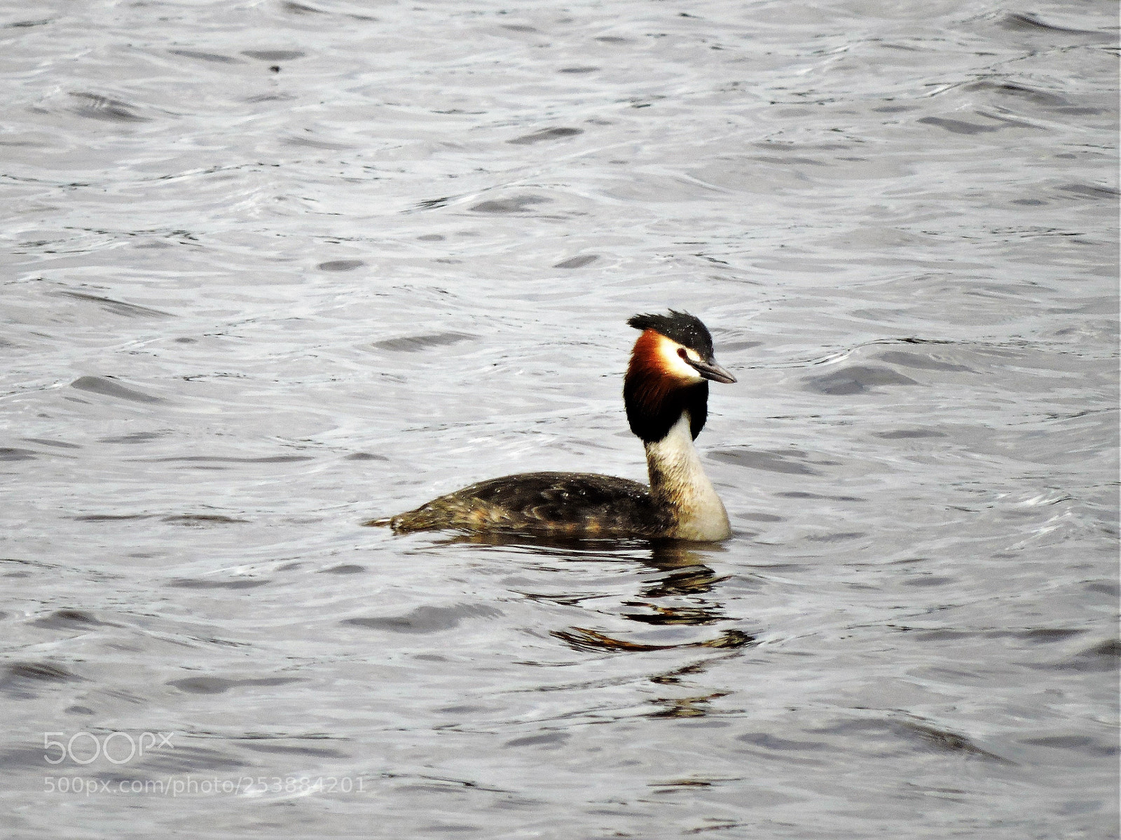Nikon Coolpix P600 sample photo. Great crested grebe photography