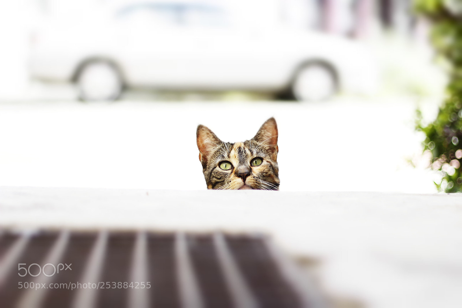 Canon EOS 60D + Canon EF 50mm F1.8 II sample photo. Hi ! photography