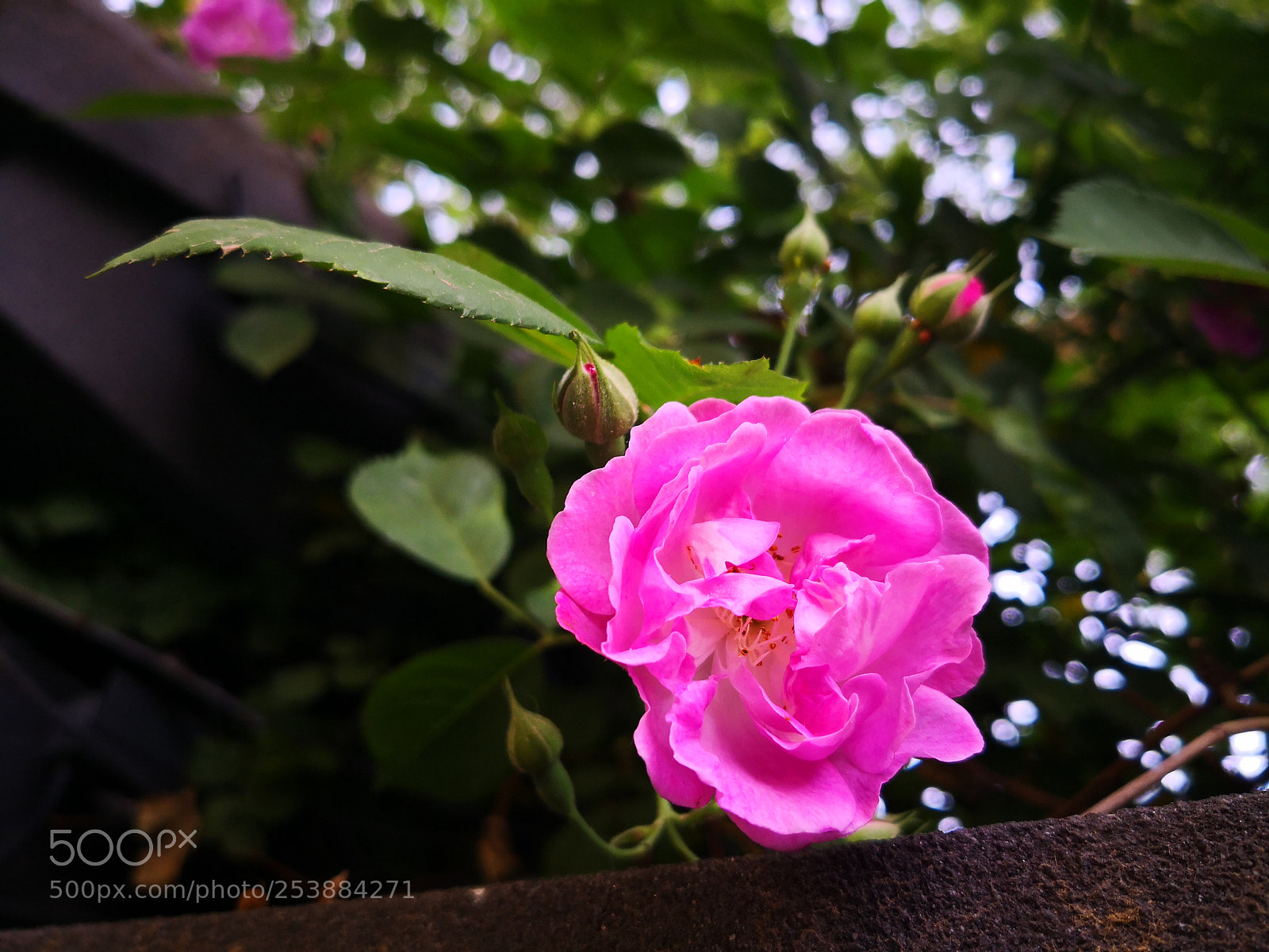 HUAWEI Mate 10 Pro sample photo. 蔷薇 photography