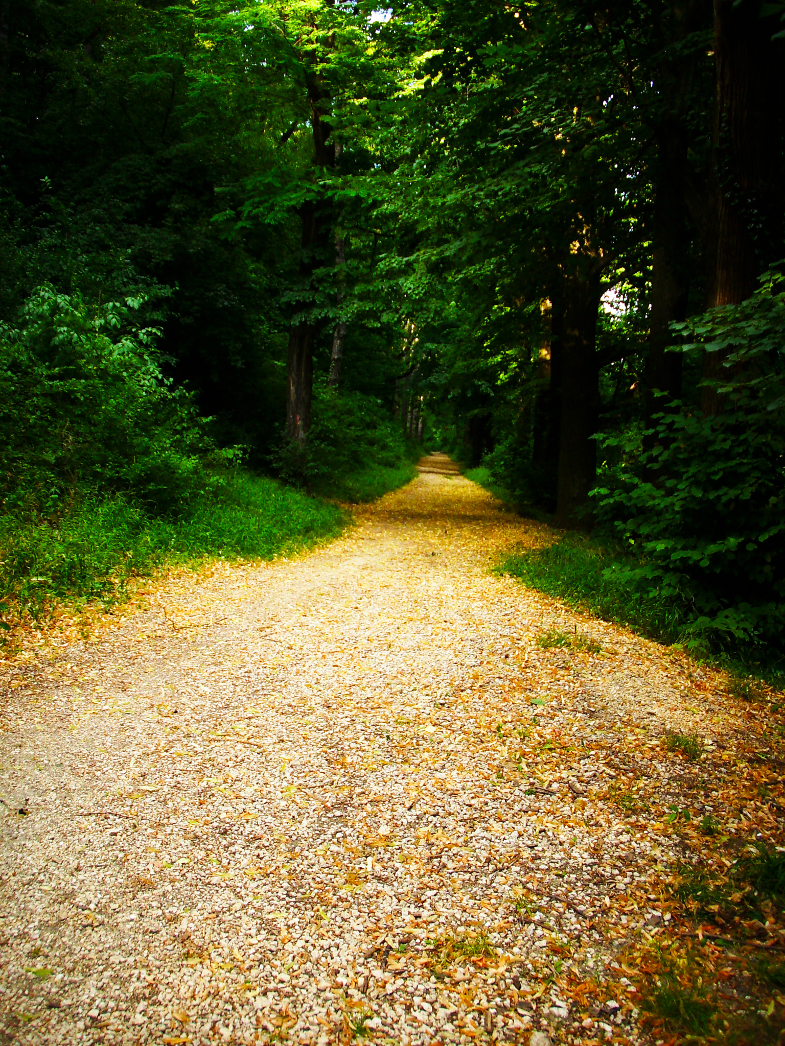 Benq DC C750 sample photo. Green path photography