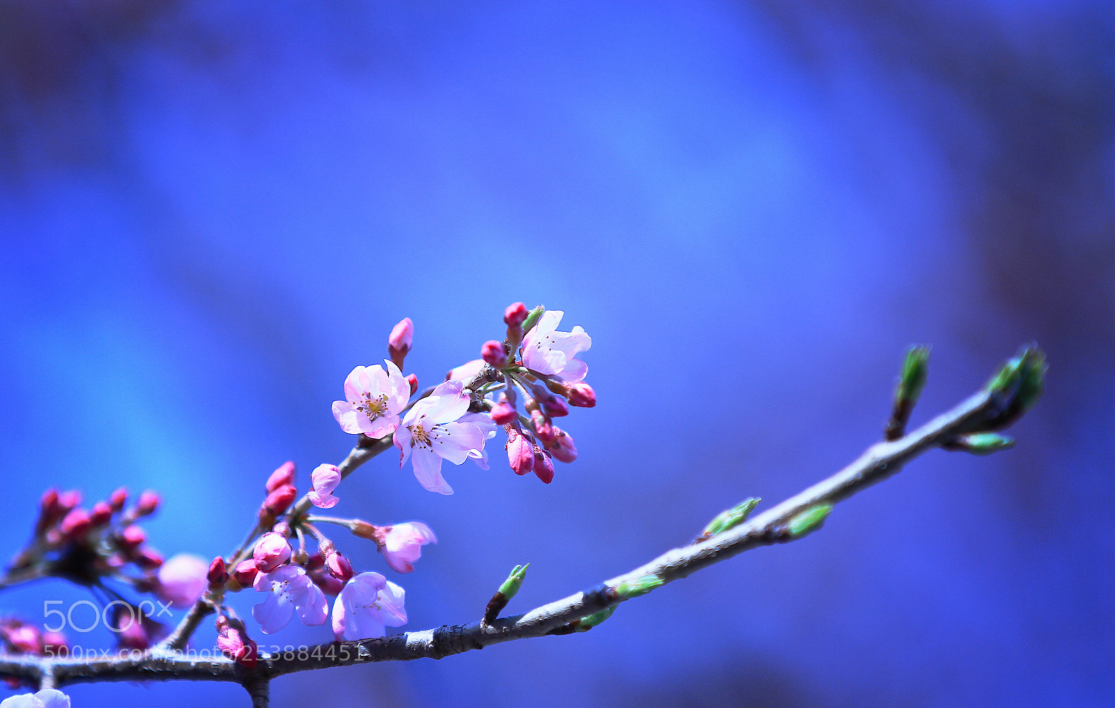 Canon EOS 7D sample photo. Midnight blue sakura photography