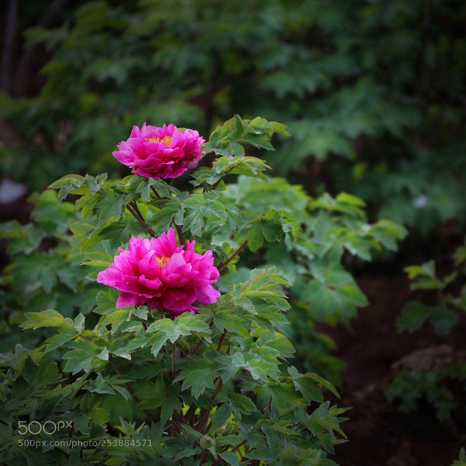 Canon EOS 80D sample photo. 牡丹 photography