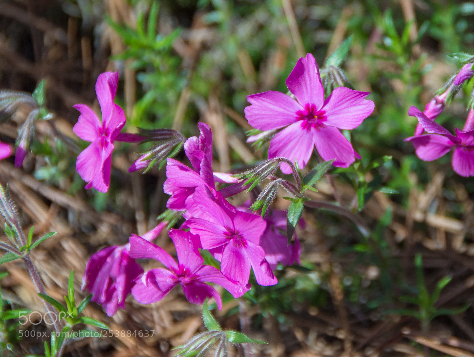 Nikon D7100 sample photo. Spring phlox photography