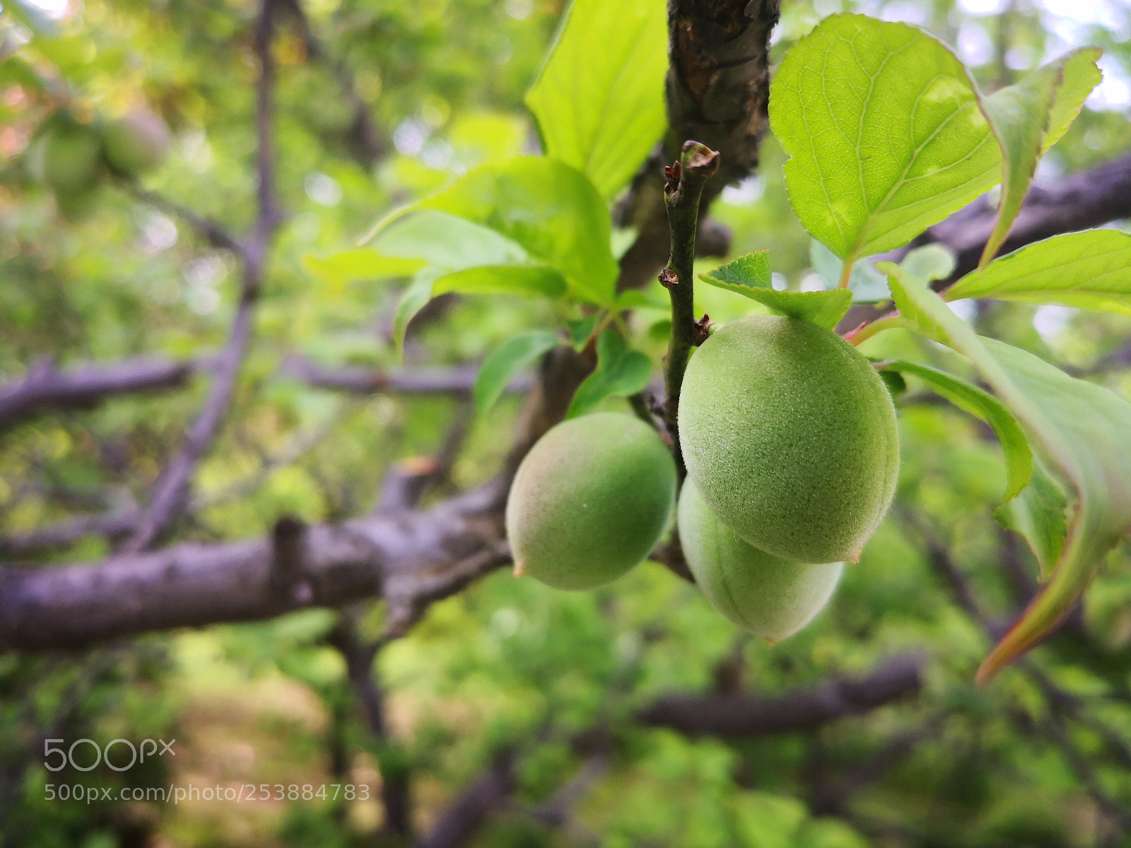 HUAWEI Mate 10 Pro sample photo. 梅花山·梅子 photography