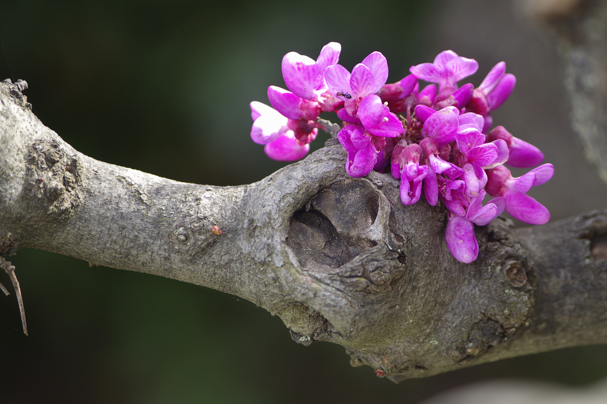 smc PENTAX-DA L 50-200mm F4-5.6 ED sample photo. 20180415_006-03_px photography