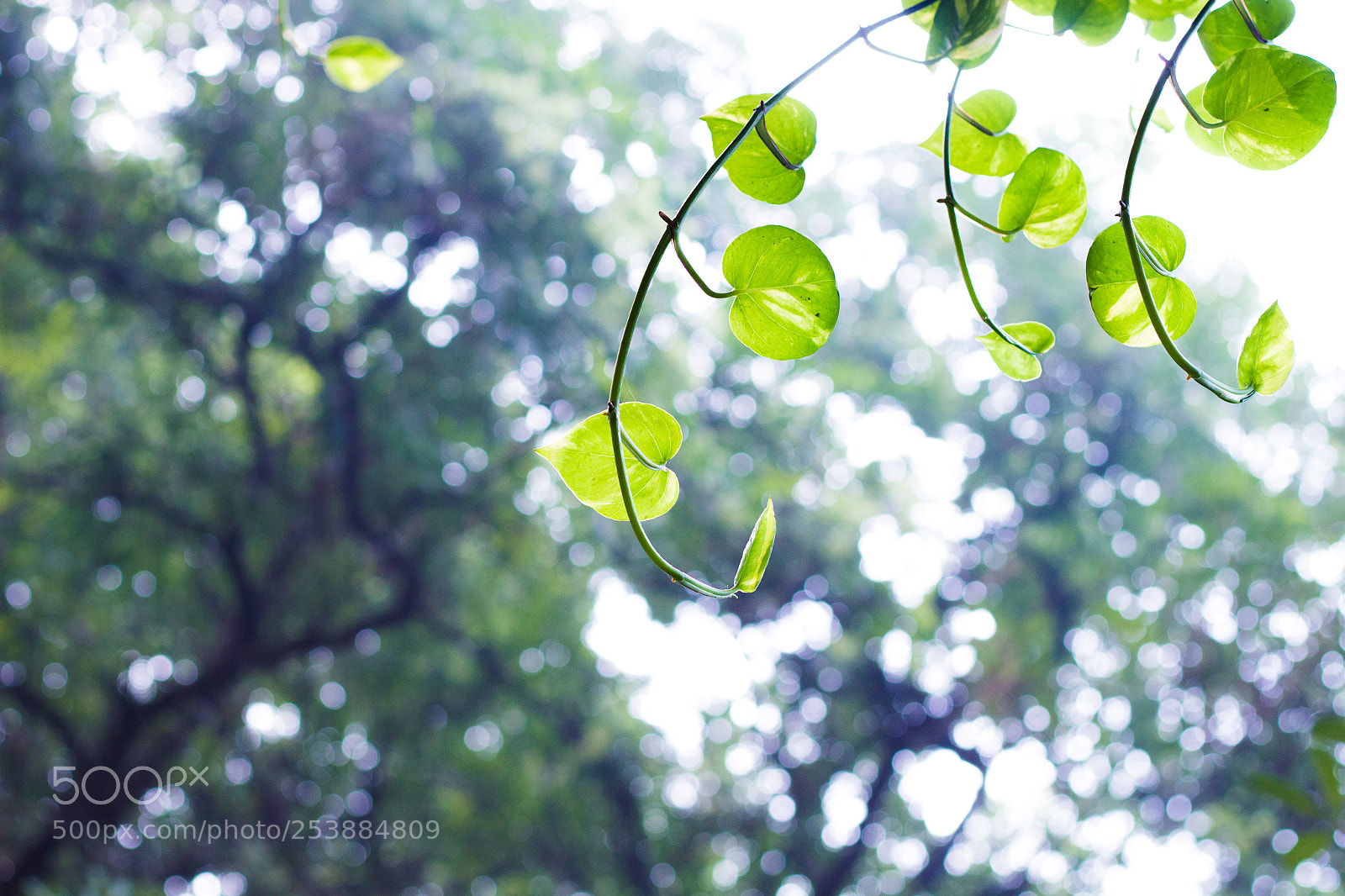 Canon EOS 700D (EOS Rebel T5i / EOS Kiss X7i) sample photo. Money plant photography