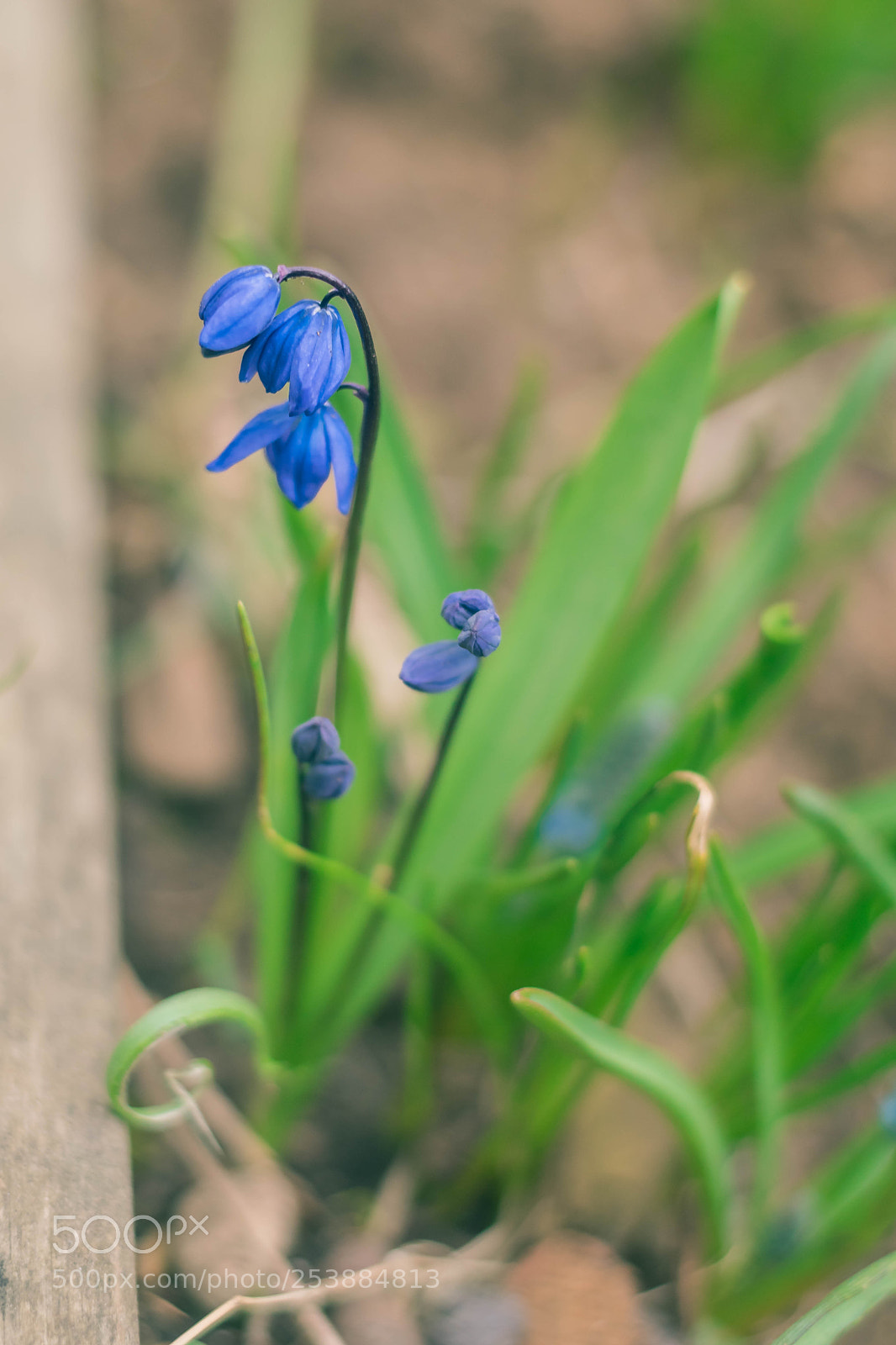 Nikon D5500 sample photo. Bellflower photography