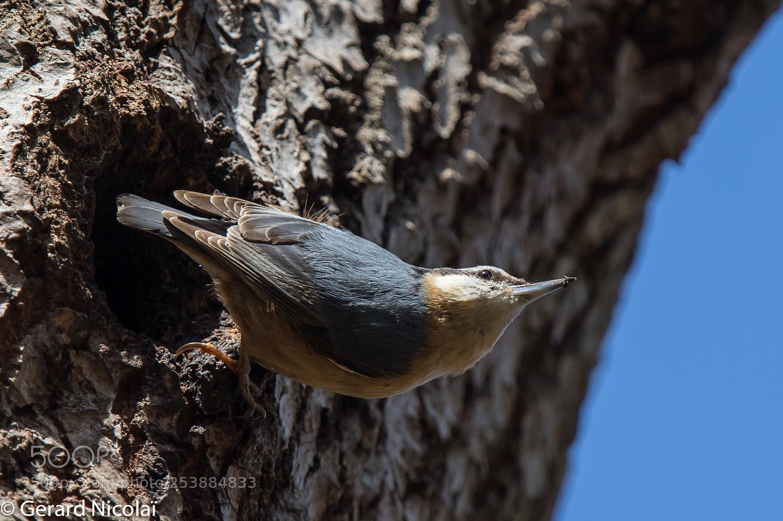 Canon EOS 7D Mark II sample photo. Wood nuthatch photography
