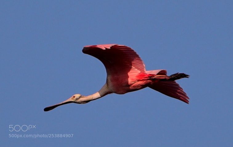 Canon EOS-1D X Mark II sample photo. 04-16-18-0013081.jpg photography