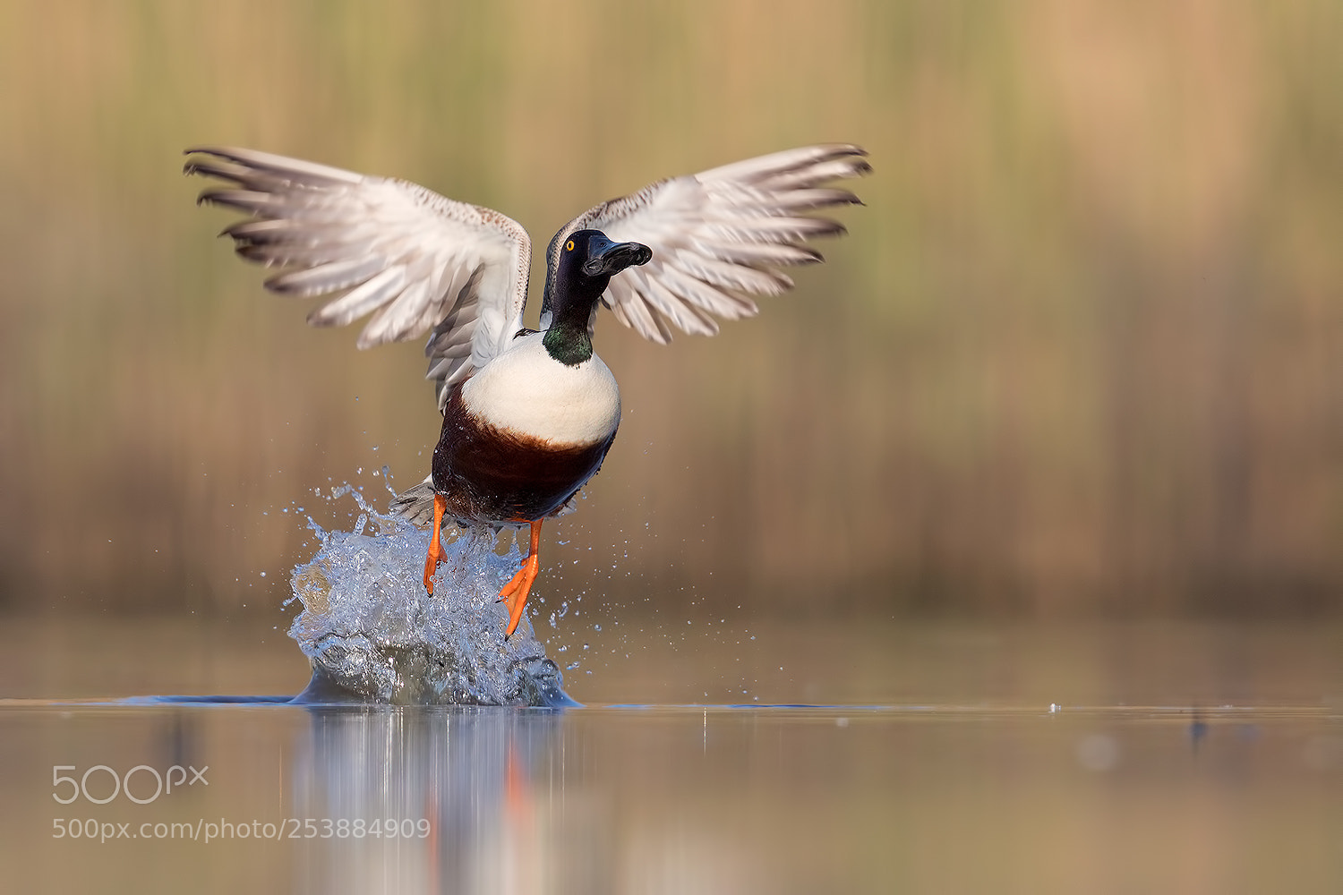 Canon EOS 5D Mark IV sample photo. Northern shoveler jump ! photography