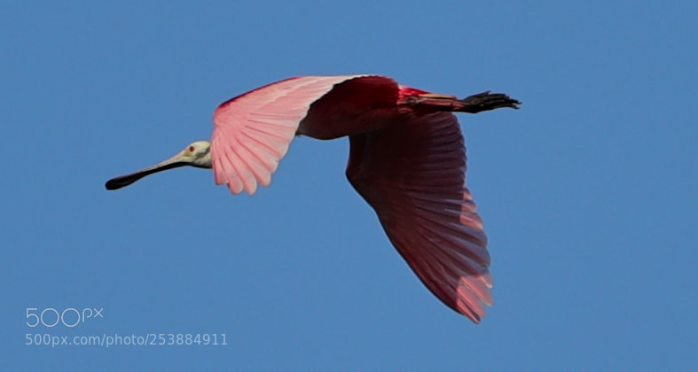 Canon EOS-1D X Mark II sample photo. 04-16-18-0013080.jpg photography